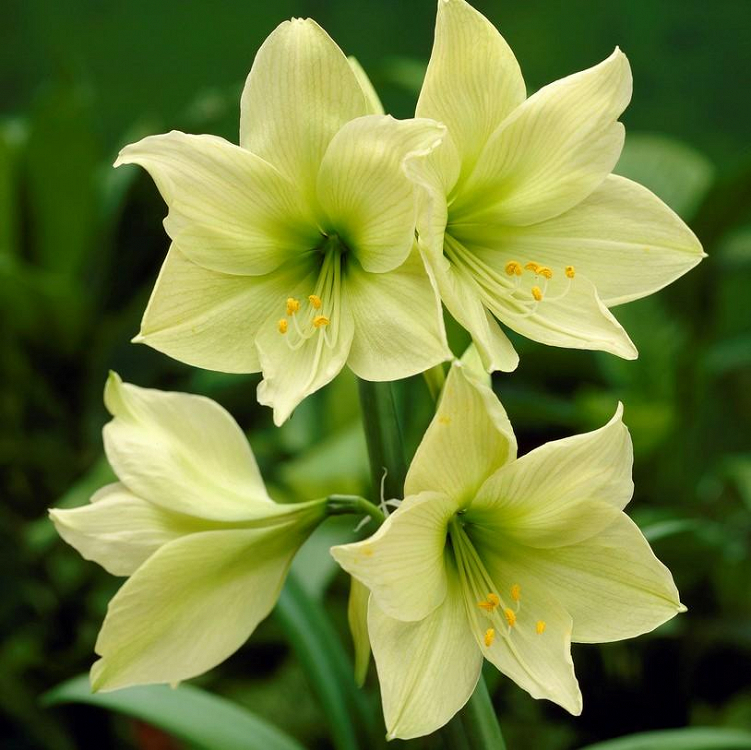 Βολβός Αμαρυλλίδα Amaryllis Lemon Lime