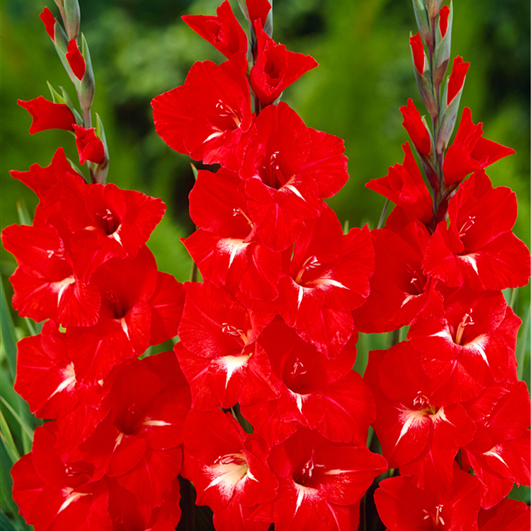 Βολβός Γλαδιόλα Gladiolus Traderhorn