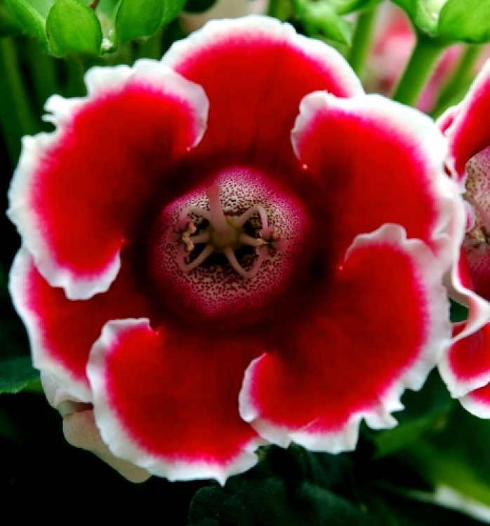 Βολβός Γλοξίνια Gloxinia Kaiser Friedrich