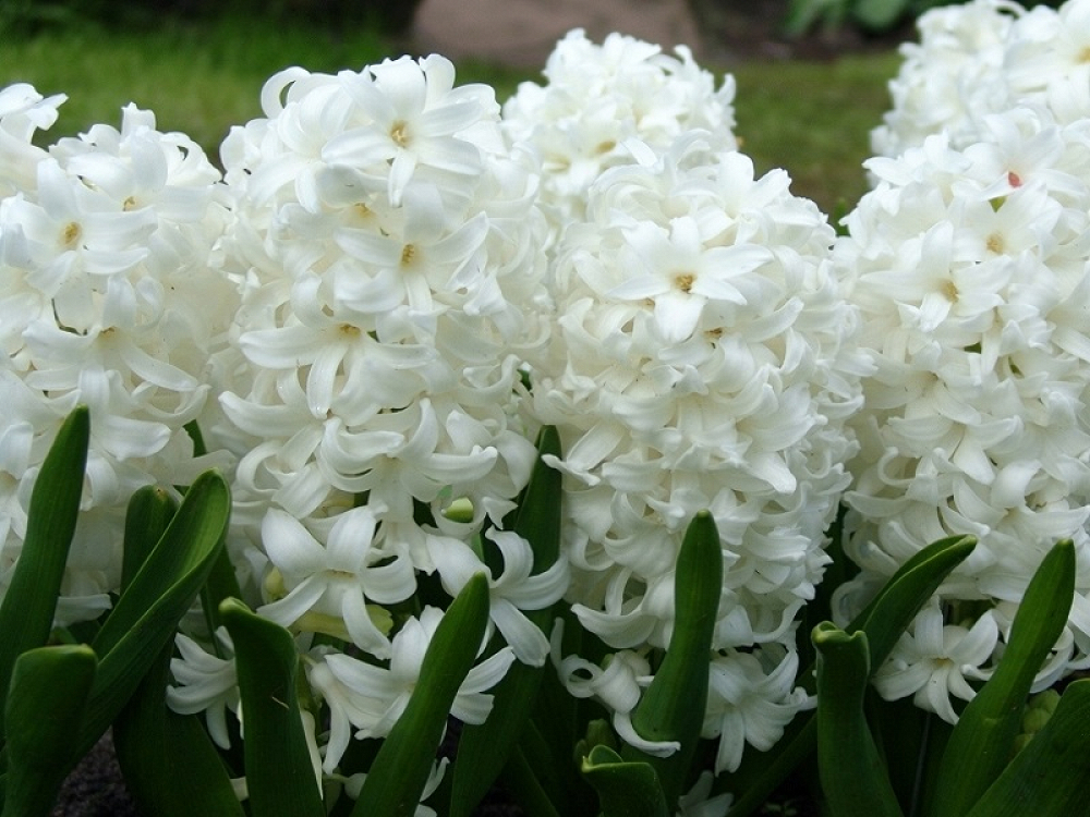 Βολβός Ζουμπούλι Λευκό Hyacinthus Carnegie