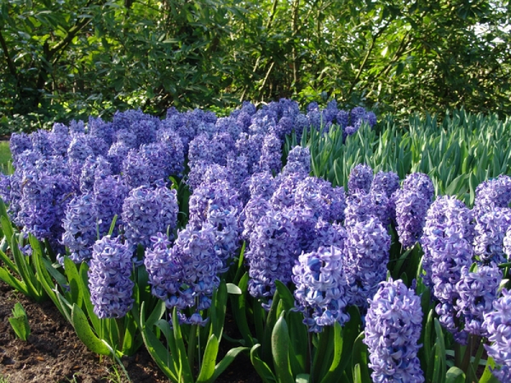 Βολβός Ζουμπούλι Μπλε Hyacinthus Delft Blue