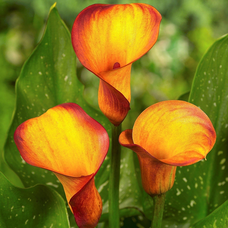 Βολβός Κάλλα Calla Orange