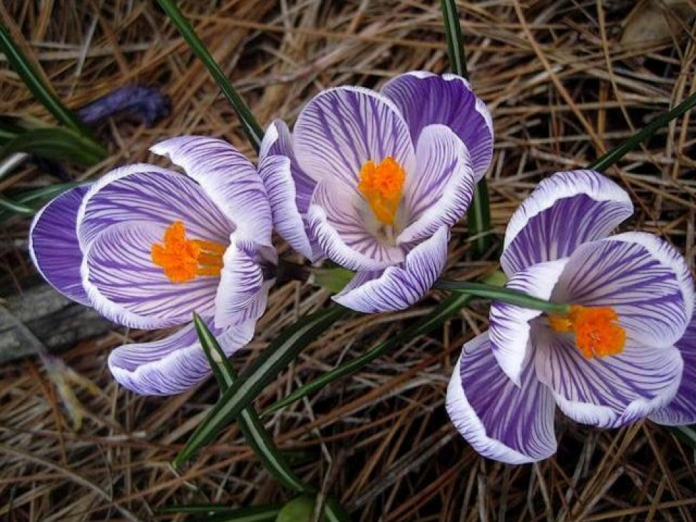 Βολβός Κρόκος Crocus Vernus Crocus Pickwick