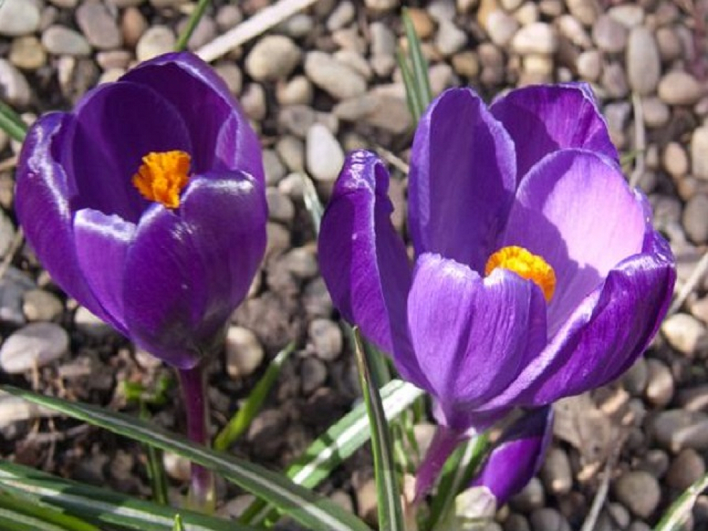 Βολβός Κρόκος Crocus Vernus Flower Record