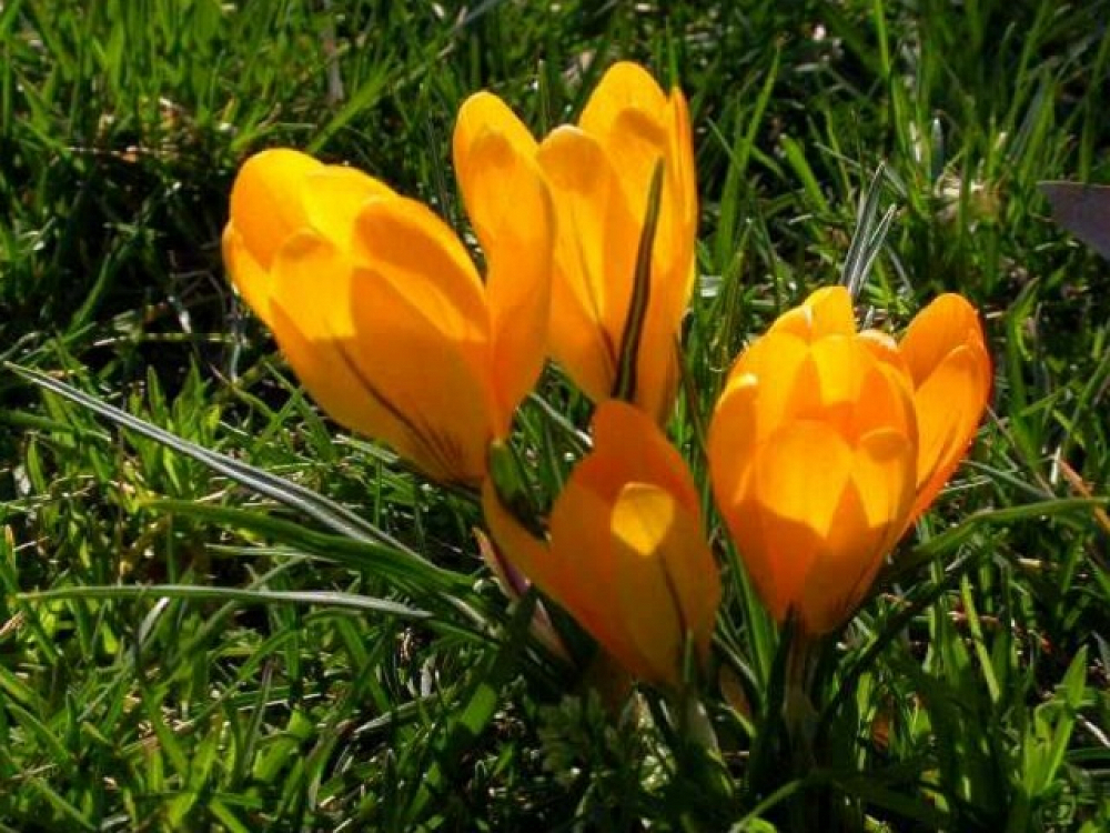 Βολβός Κρόκος Crocus Vernus Golden Yellow