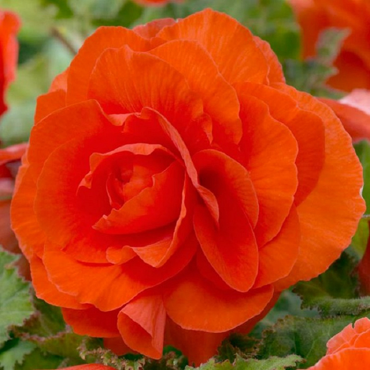 Βολβός Μπιγόνια Διπλή Πορτοκαλί Begonia Double Orange