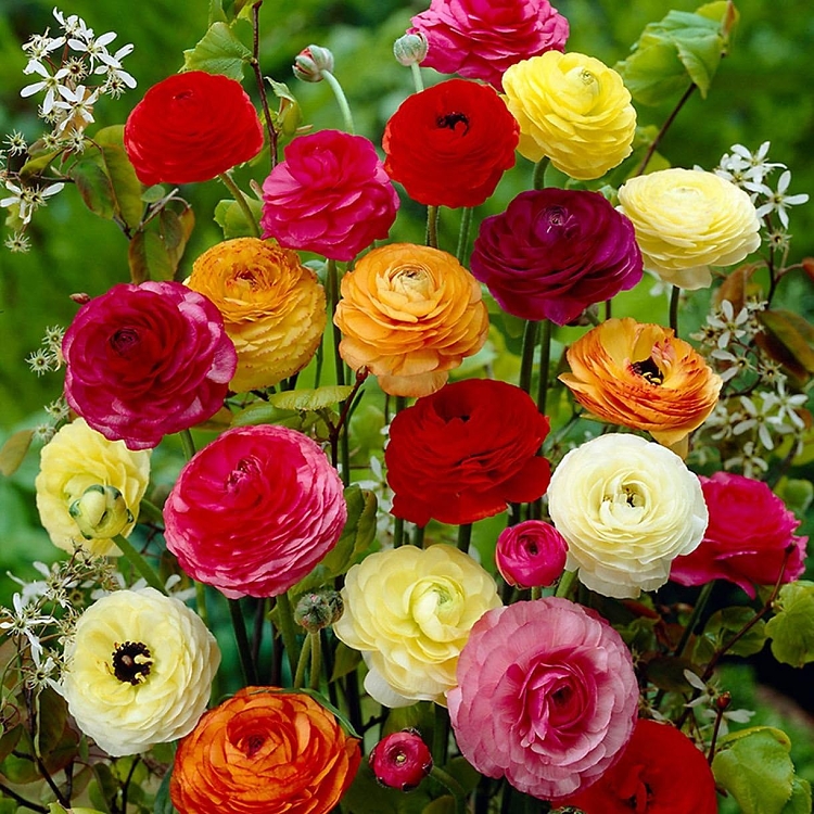 Βολβός Νεραγκούλα Μίγμα Ranunculus Mix