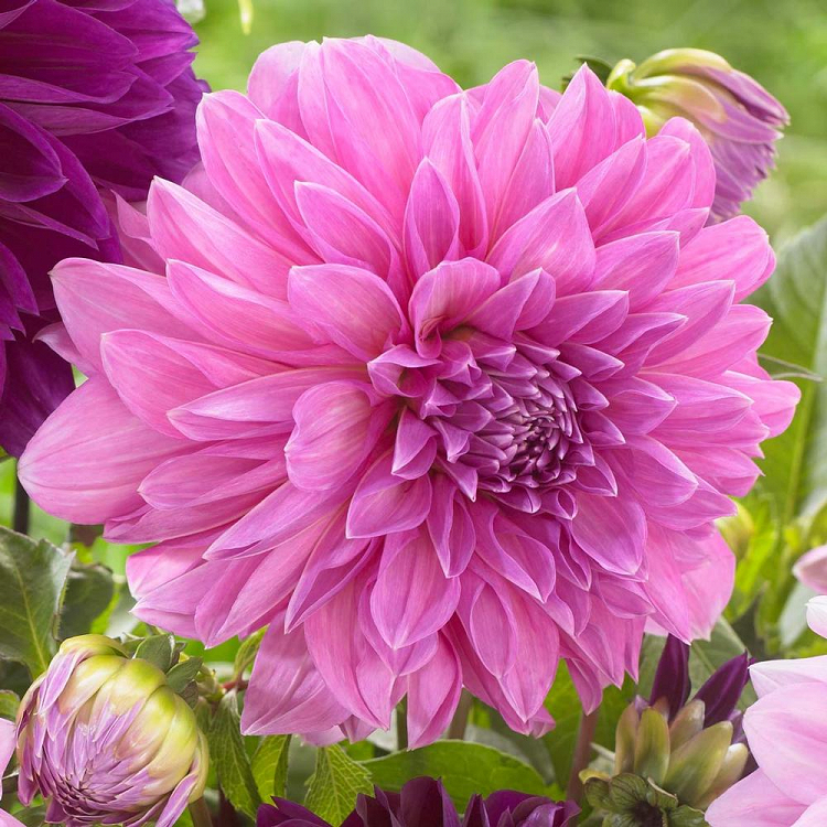 Βολβός Ντάλια Πελώριο Άνθος Dahlia Lavender Perfection