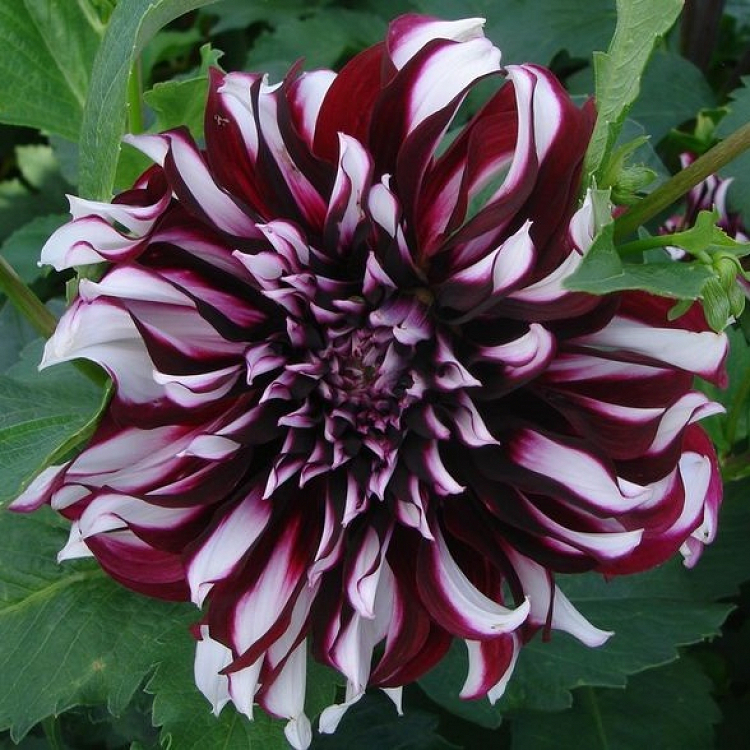 Βολβός Ντάλια Πελώριο Άνθος Dahlia Tartan