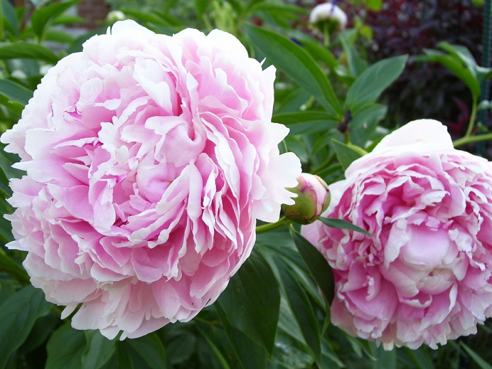 Βολβός Παιώνια Paeonia Sarah Bernhardt