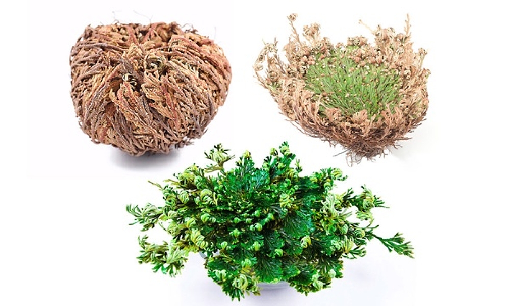 Βολβός Σελαγκινέλα Ρόδο της Ιεριχούς Selaginella Rose Of Jericho