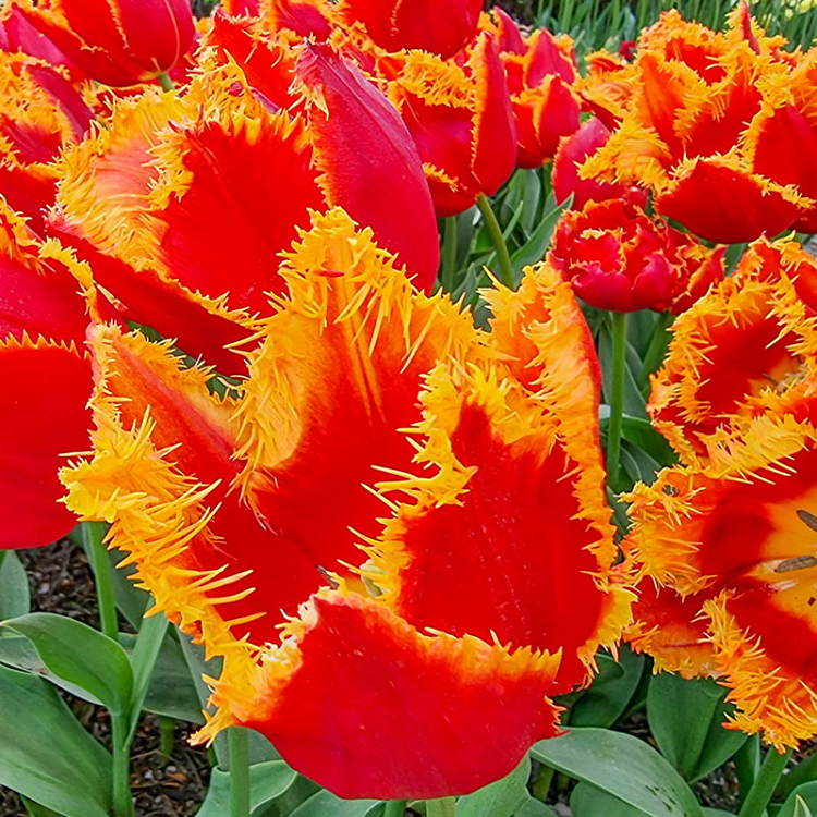 Βολβός Τουλίπα Tulip Fringed Fabio