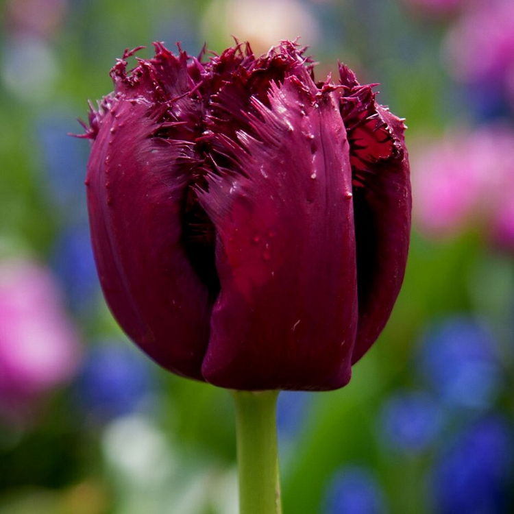 Βολβός Τουλίπα Tulip Fringed Gorilla