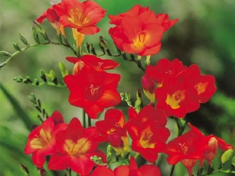 Βολβός Φρέζια Κόκκινη Διπλή Freesia Double Red