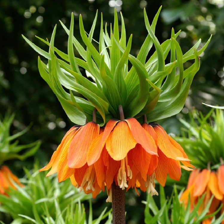 Βολβός Φριτιλλάρια Fritillaria Aurora