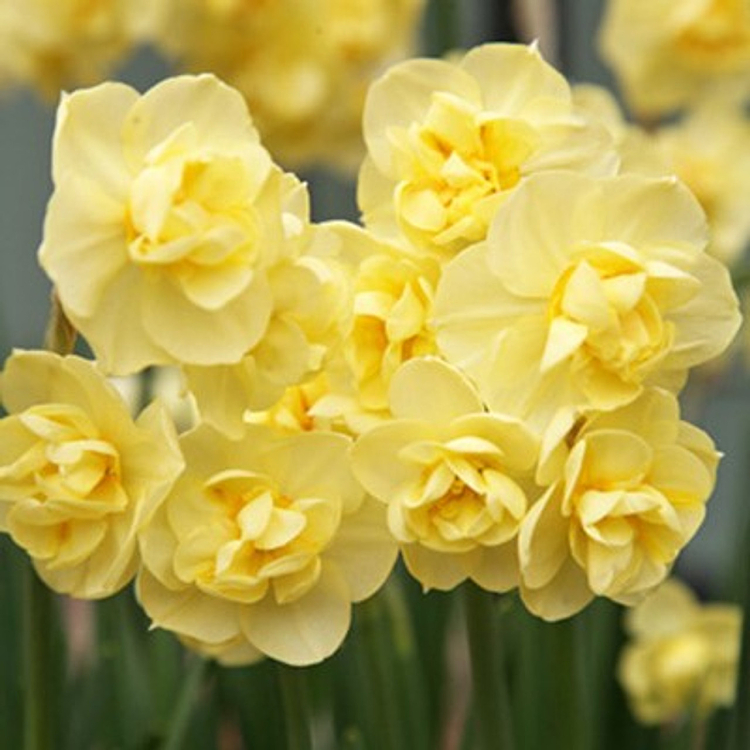 Νάρκισσος Διπλός Αρωματικός Narcissus Double Yellow Cheerfulness