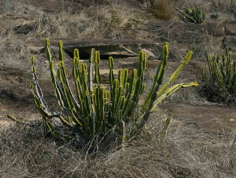 Euphorbia Leach