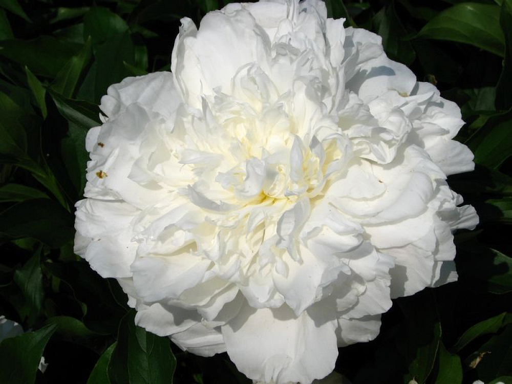 Βολβός Παιώνια Paeonia Duchesse De Nemours