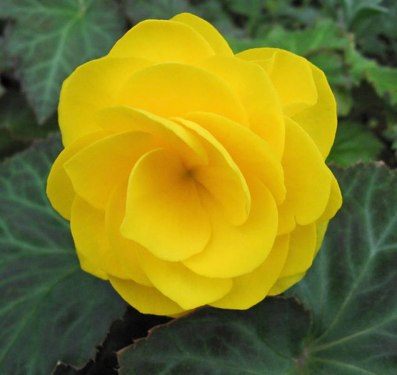 Βολβός Μπιγόνια Διπλή Κίτρινη Begonia Double Yellow