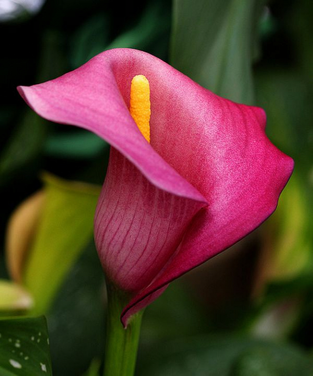 Βολβός Κάλλα Calla Pink