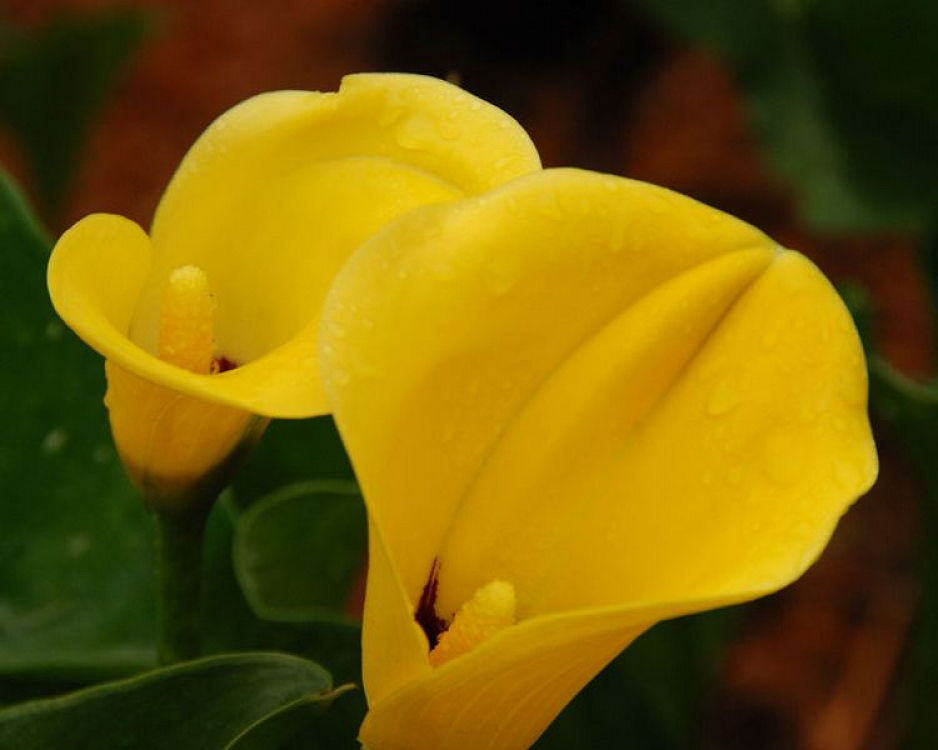 Βολβός Κάλλα Calla Yellow