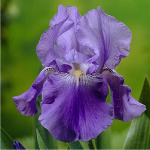 Βολβός Ίριδα Iris Germanica Blue