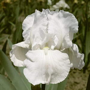 Βολβός Ίριδα Iris Germanica White