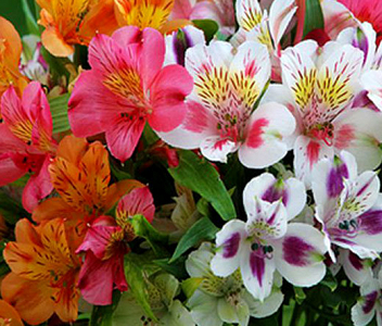 Βολβός Αλστρομέρια Alstroemeria Mixed