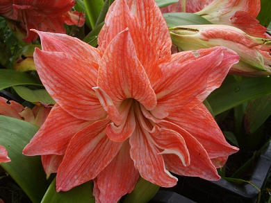 Βολβός Αμαρυλλίδα Διπλή Amaryllis Double Lady Jane