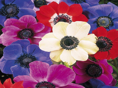 Βολβός Ανεμώνη Μίγμα Anemone De Caen