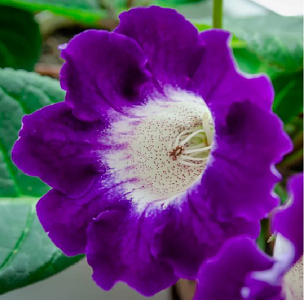 Βολβός Γλοξίνια Gloxinia Hollywood