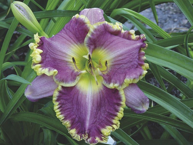 Βολβός Εμεροκαλλίδα Hemerocallis Darla Anita (Αρωματικό)