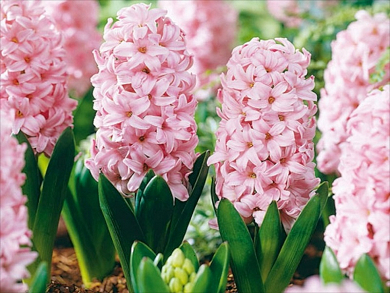 Βολβός Ζουμπούλι Ροζ Hyacinthus Fondant