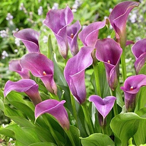 Βολβός Κάλλα Calla Violet