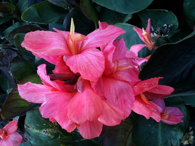 Βολβός Κάννα Ροζ Canna Shining Pink