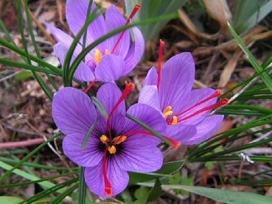 Βολβός Κρόκος Κοζάνης Crocus Sativus