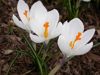 Βολβός Κρόκος Crocus Vernus Jeanne d' Arc