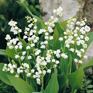 Βολβός Μιγκέ Canvallaria