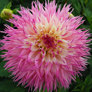 Βολβός Ντάλια Πελώριο Άνθος Dahlia Pineland Princess