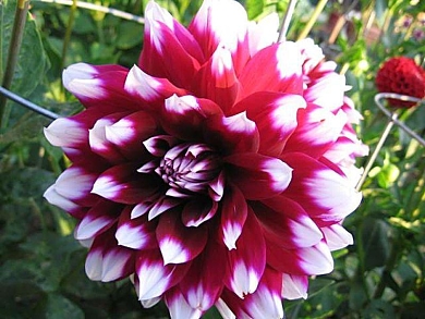 Βολβός Ντάλια Dahlia Mystery Day