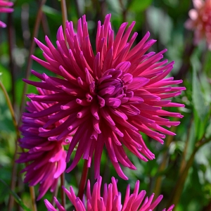 Βολβός Ντάλια Dahlia Purple Gem