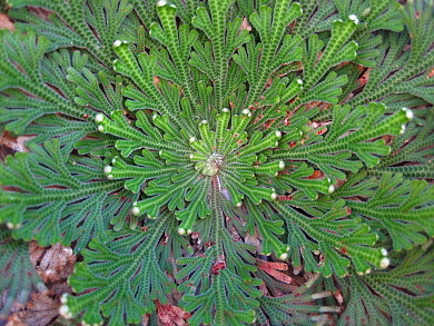 Βολβός Σελαγκινέλα Ρόδο της Ιεριχούς Selaginella Rose Of Jericho