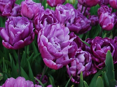 Βολβός Τουλίπα Tulip Blue Diamond