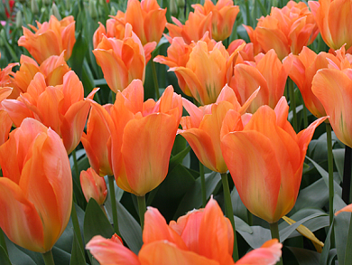 Βολβός Τουλίπα Tulip Orange Toronto