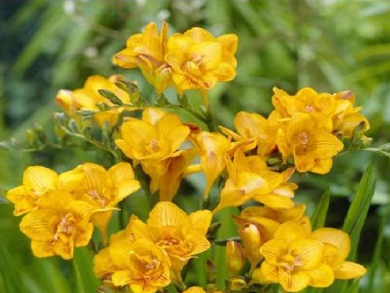 Βολβός Φρέζια Κίτρινη Διπλή Freesia Double Yellow