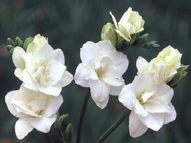 Βολβός Φρέζια Λευκή Διπλή Freesia Double White