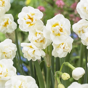 Βολβός Νάρκισσος Διπλός Αρωματικός Narcissus Double Bridal Crown