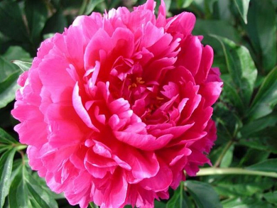 Βολβός Παιώνια Paeonia Karl Rosenfield