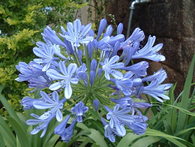 Βολβός Αγάπανθος Agapanthus Blue