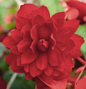 Βολβός Μπιγόνια Διπλή Κόκκινη Begonia Double Red